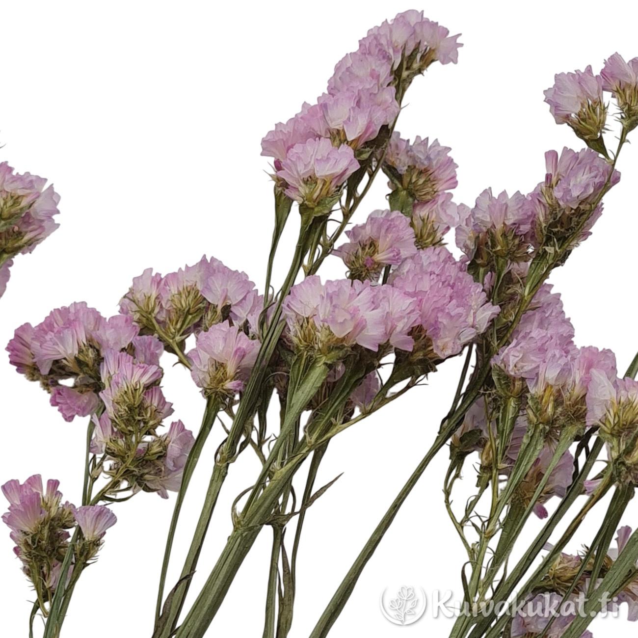 Vaaleanpunaisia sini-ikiviuhkon (Limonium sinuatum) kuivakukkia vihreillä varsilla valkoista taustaa vasten.