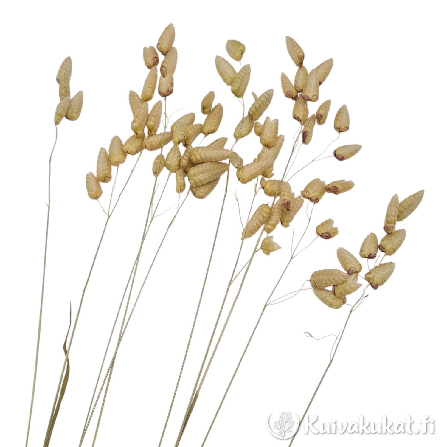 Isoräpelö (Briza maxima), 10 kpl, 35 cm - Image 2