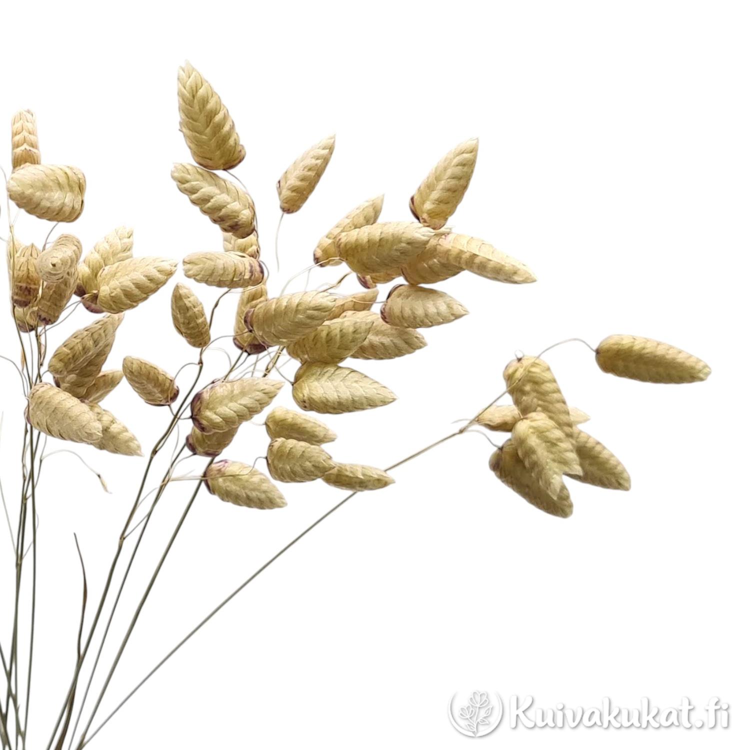 Isoräpelö (Briza maxima), 10 kpl, 35 cm