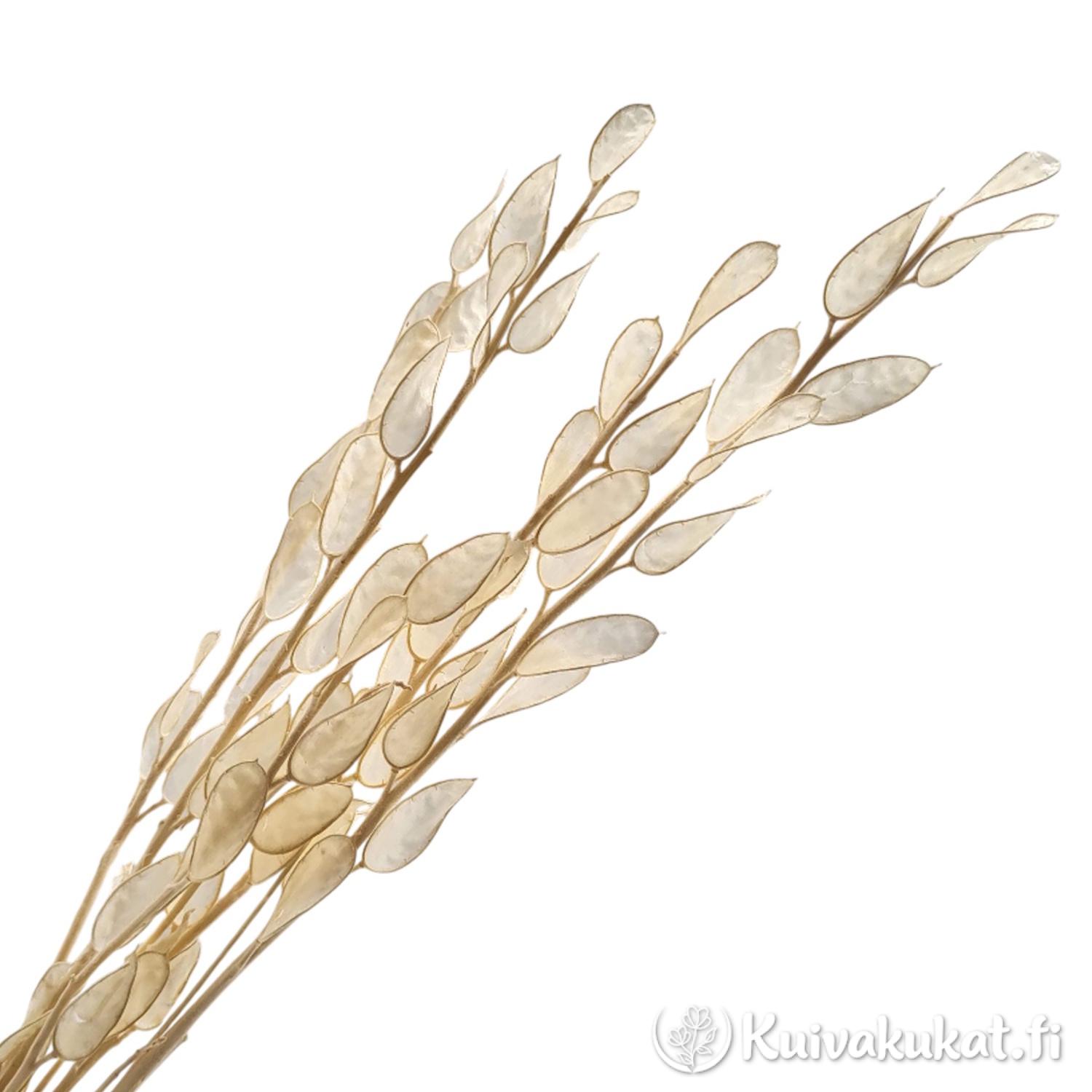 Kilpiäinen (Fibigia clypeata) läpinäkyvä, 3 kpl, 30 cm - Image 2