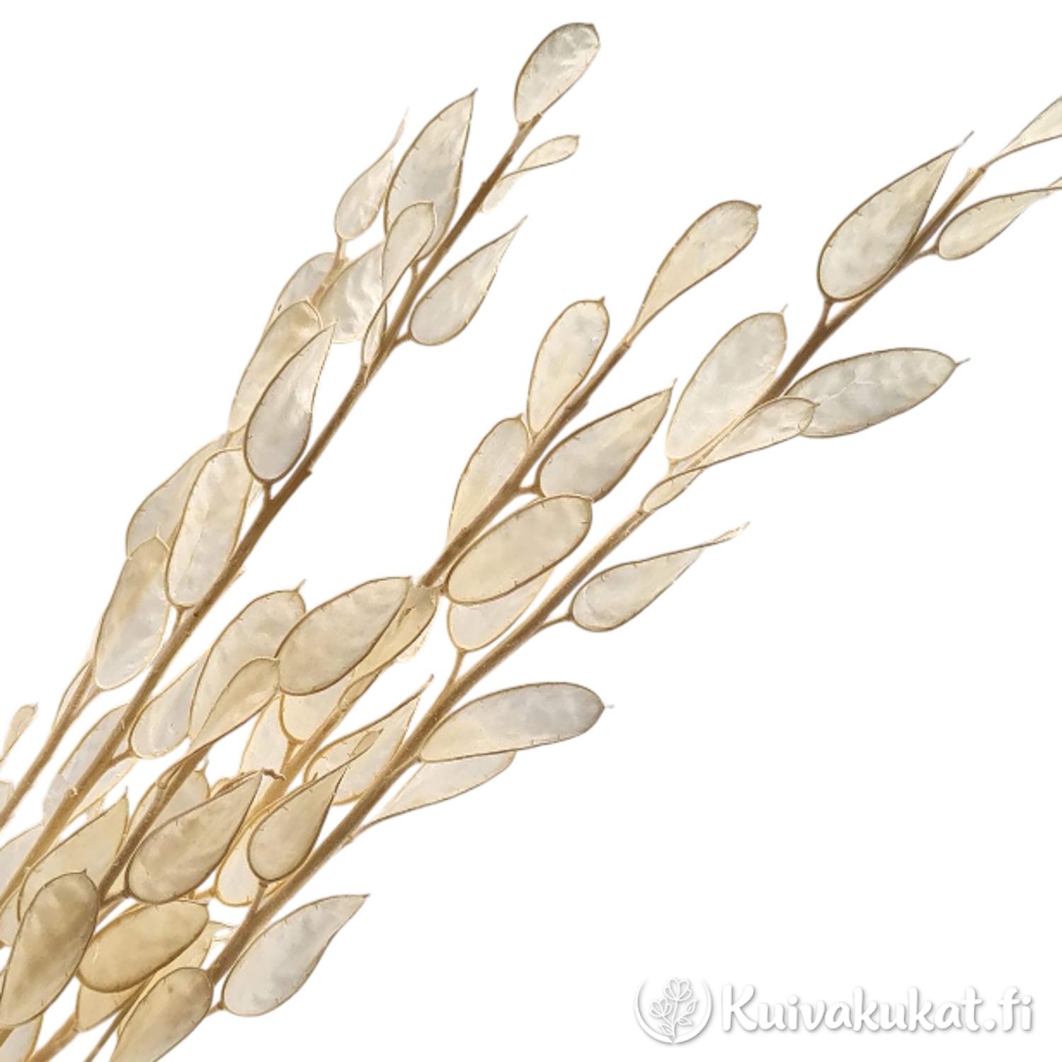 Kilpiäinen (Fibigia clypeata) läpinäkyvä, 3 kpl, 30 cm