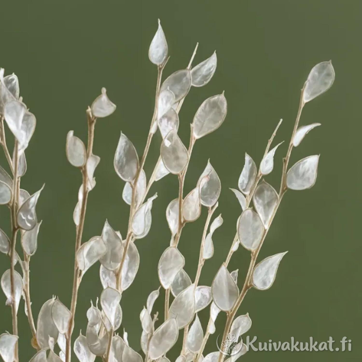 Kilpiäinen (Fibigia clypeata) läpinäkyvä, 3 kpl, 30 cm - Image 3