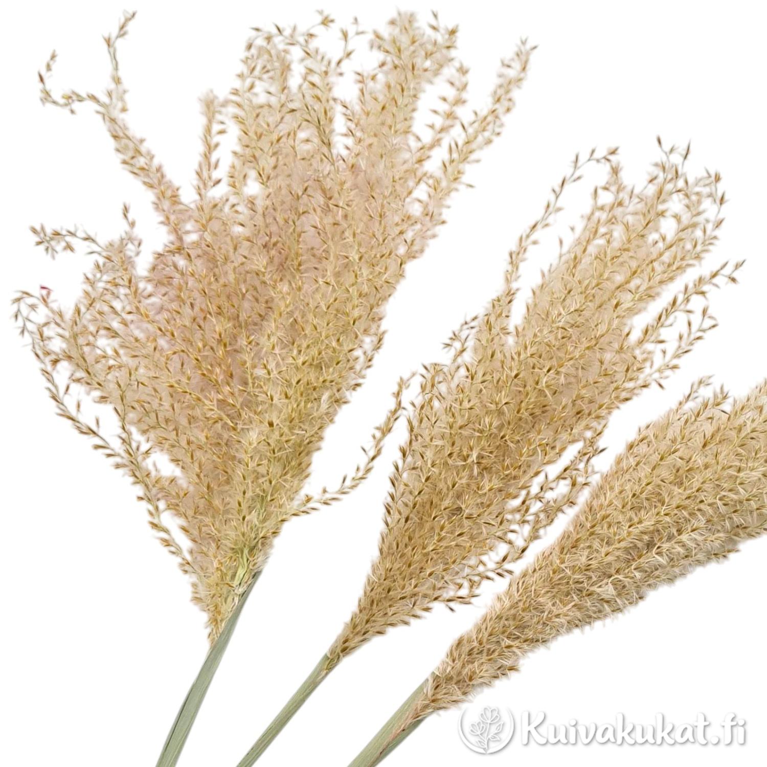 Kiinanmiskantti (Miscanthus sinensis), 3 kpl, 55 cm