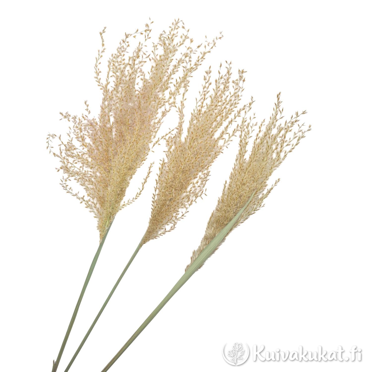 Kiinanmiskantti (Miscanthus sinensis), 3 kpl, 55 cm - Image 2