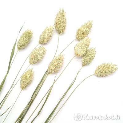 Vihertävän beige