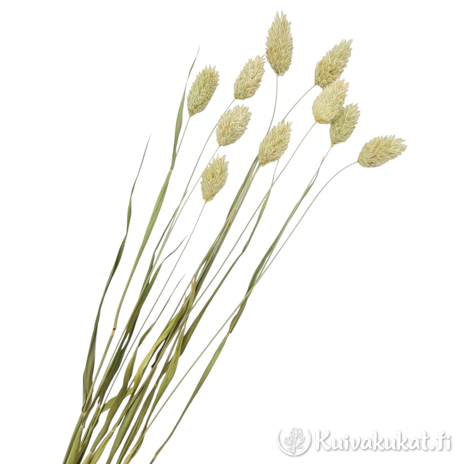 Kuivattu kanarianhelpi (Phalaris) nippu luonnonvärinen valkoisella taustalla