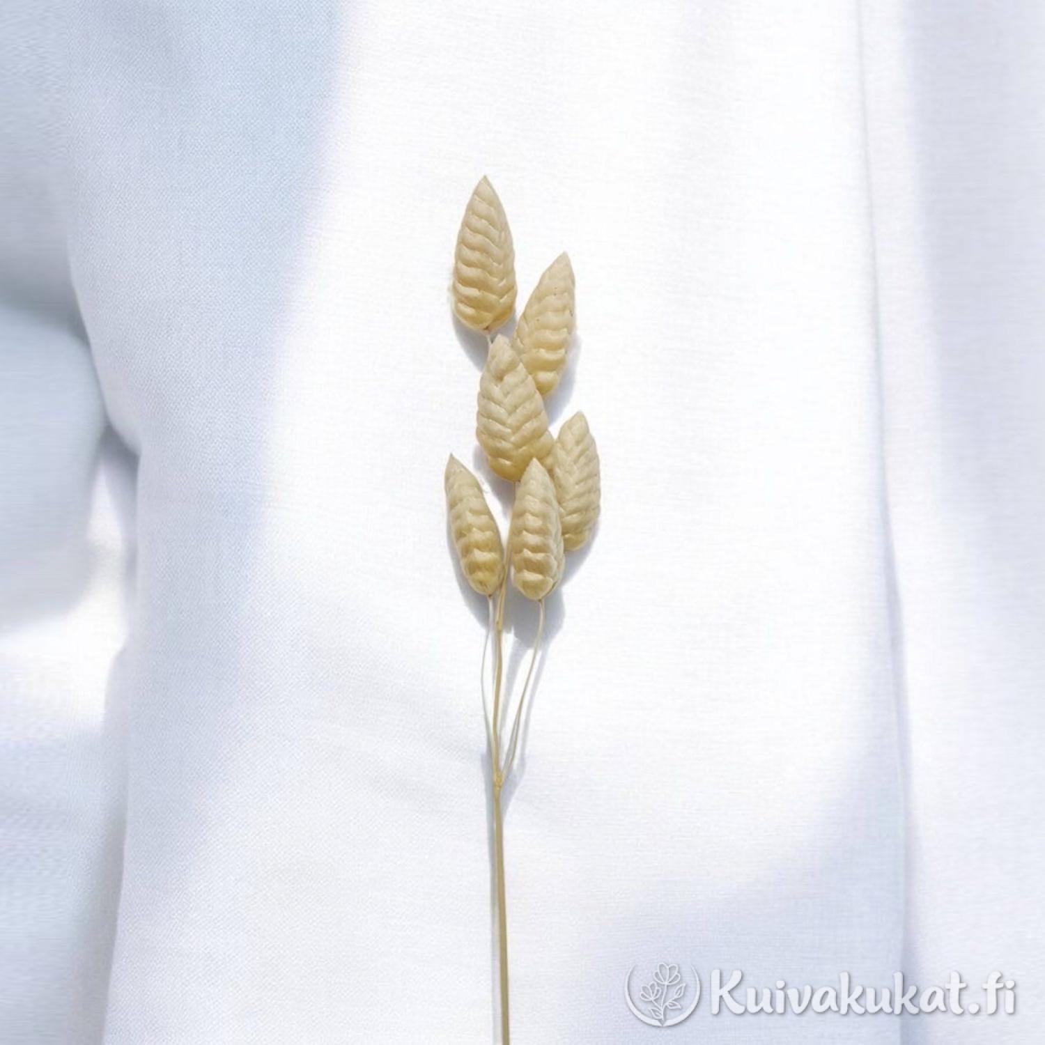 Isoräpelö (Briza maxima), 10 kpl, 35 cm - Image 6