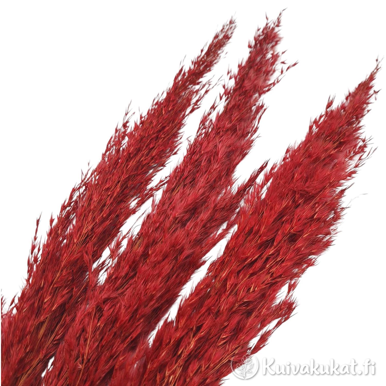 Lähikuva punaisen pampasruohon (Cortaderia selloana) röyhyistä ja tekstuurista. Close-up of red pampas grass plumes.
