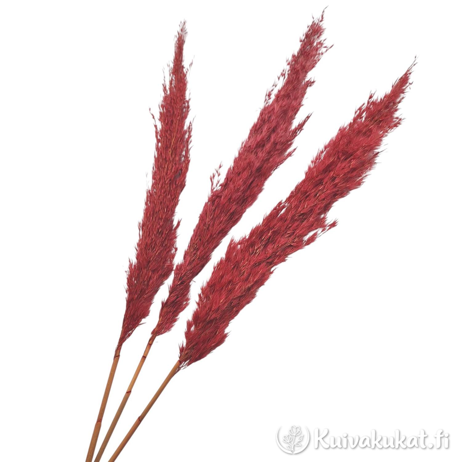Punainen pampasruoho (Cortaderia selloana) – Näyttävä värjätty kuivakukka sisustukseen. Red Pampas Grass.