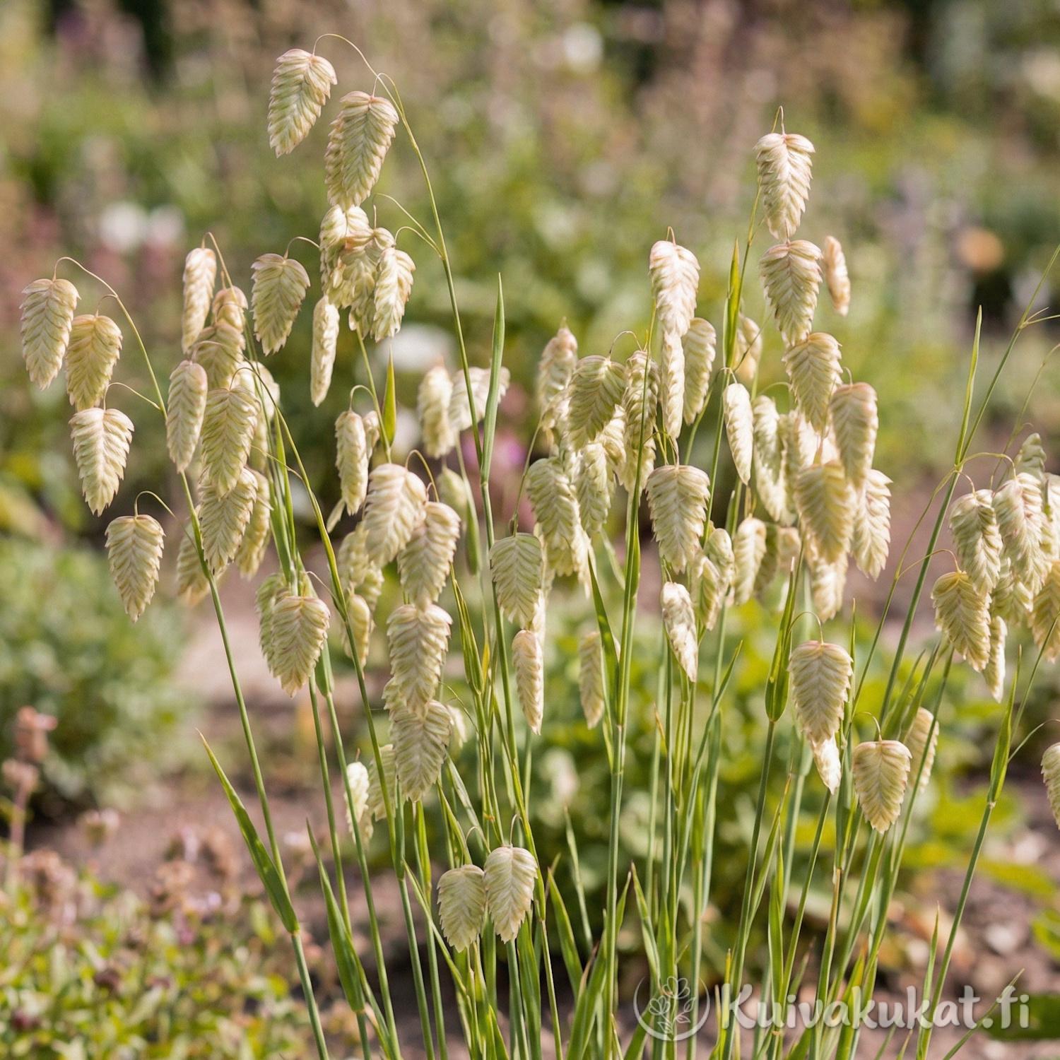 Isoräpelö (Briza maxima) kasvamassa puutarhassa. Vihreä, yksivuotinen koristeheinä, jonka suuret tähkylät nuokkuvat varsien päissä.