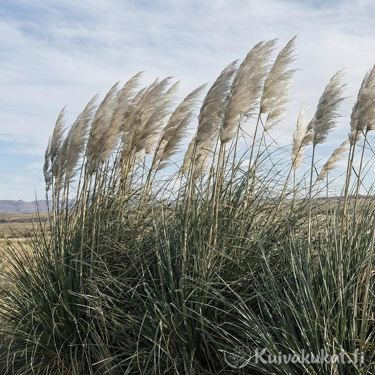 Pampasruoho (Cortaderia selloana) - Image 2