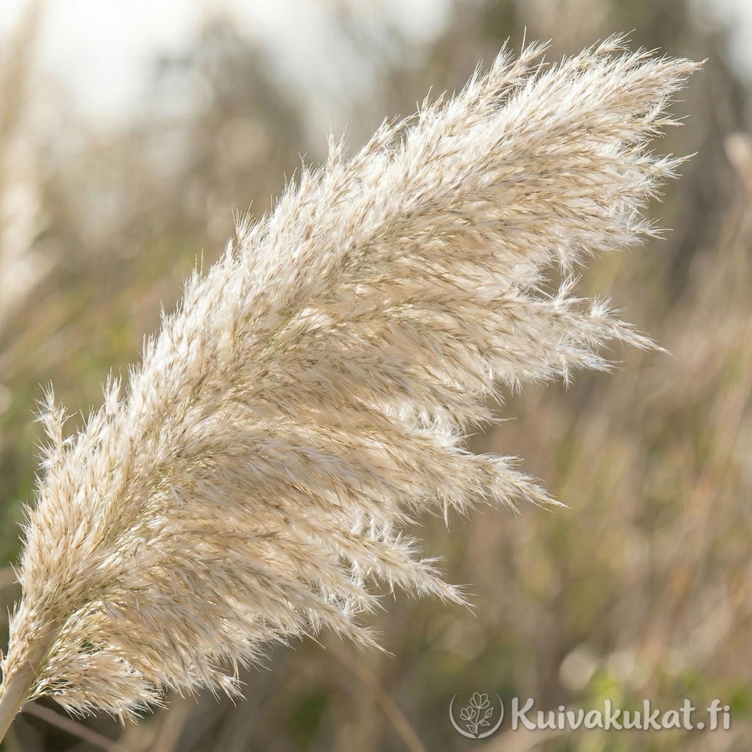 Pampasruoho (Cortaderia selloana)