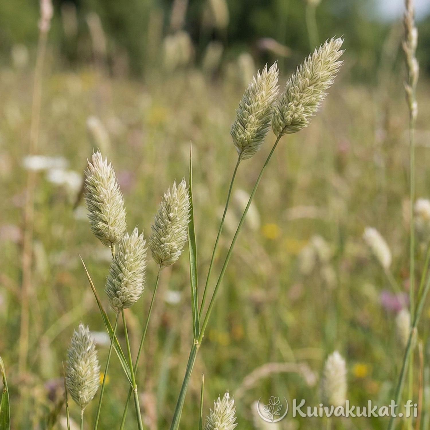 Kanarianhelpi (Phalaris canariensis) vihreät tähkät lähikuvassa luonnossa.
