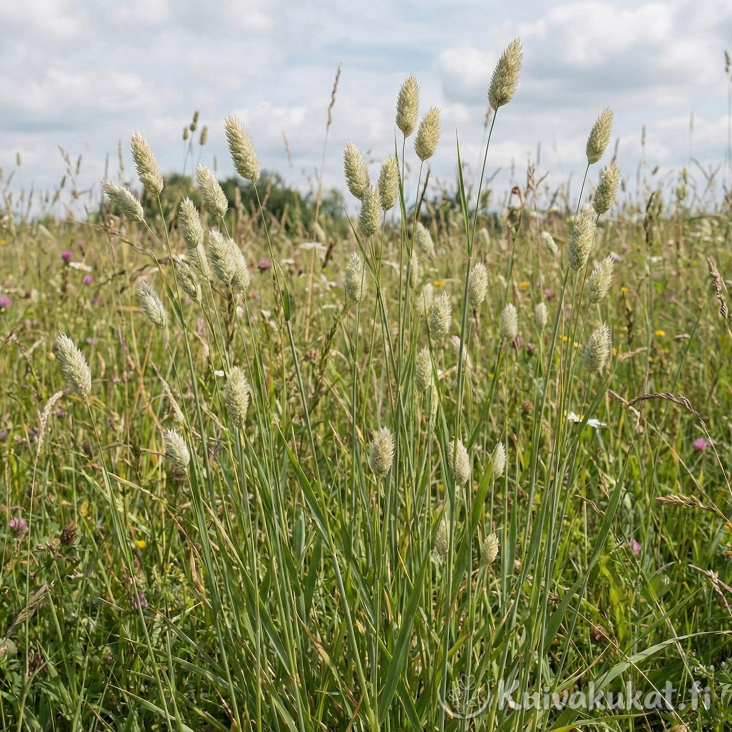 Kanarianhelpi (Phalaris canariensis) kasvusto pellolla kesällä luonnon helmassa.