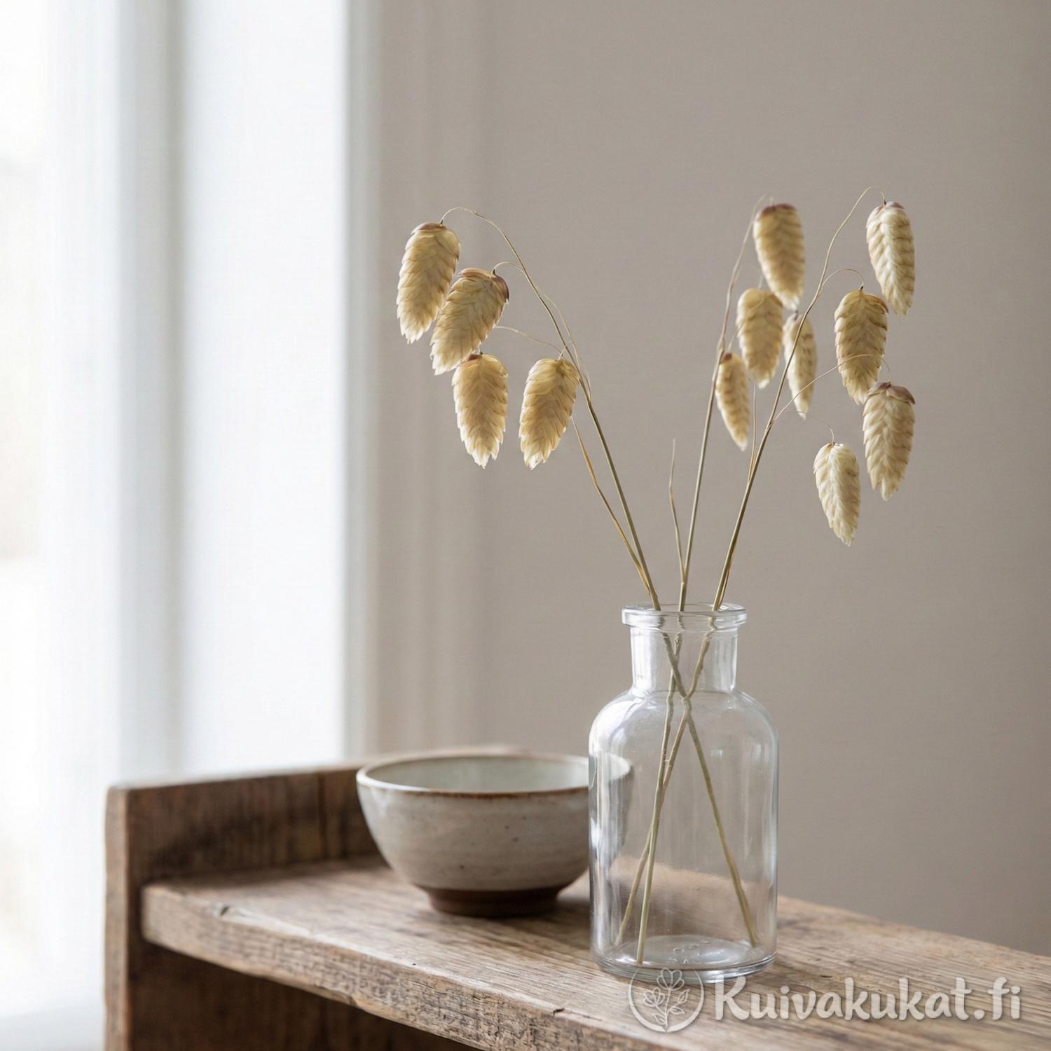 Muutama oksa kuivattua isoräpelöä (Briza maxima) kirkkaassa lasipullossa puuhyllyllä. Minimalistinen ja herkkä kuivakukka-asetelma skandinaaviseen sisustukseen.