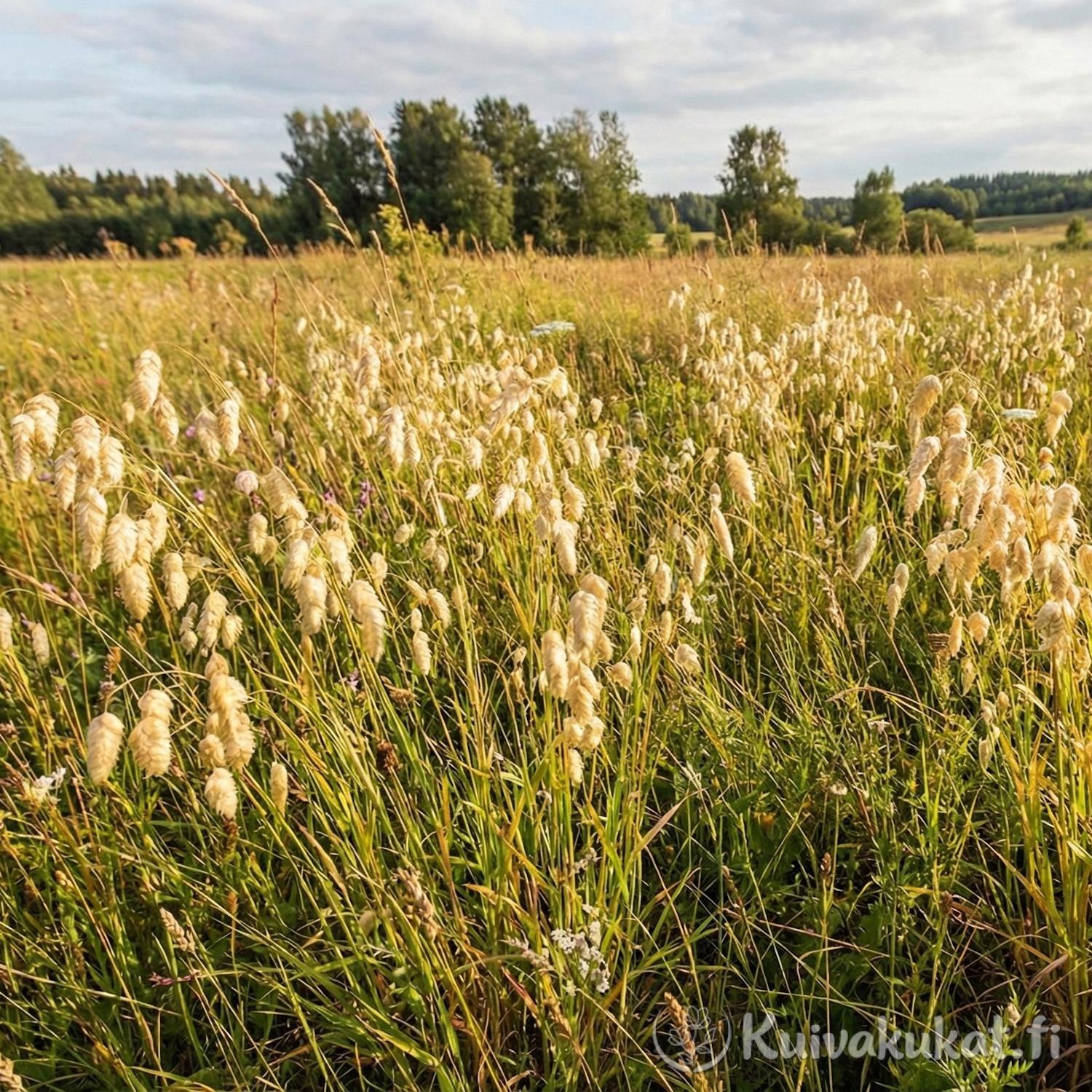 Isoräpelö (Briza maxima) kasvamassa villinä kesäisellä niityllä auringonlaskun aikaan. Kultainen valo osuu heiluviin heinänkorsiin maisemakuvassa.