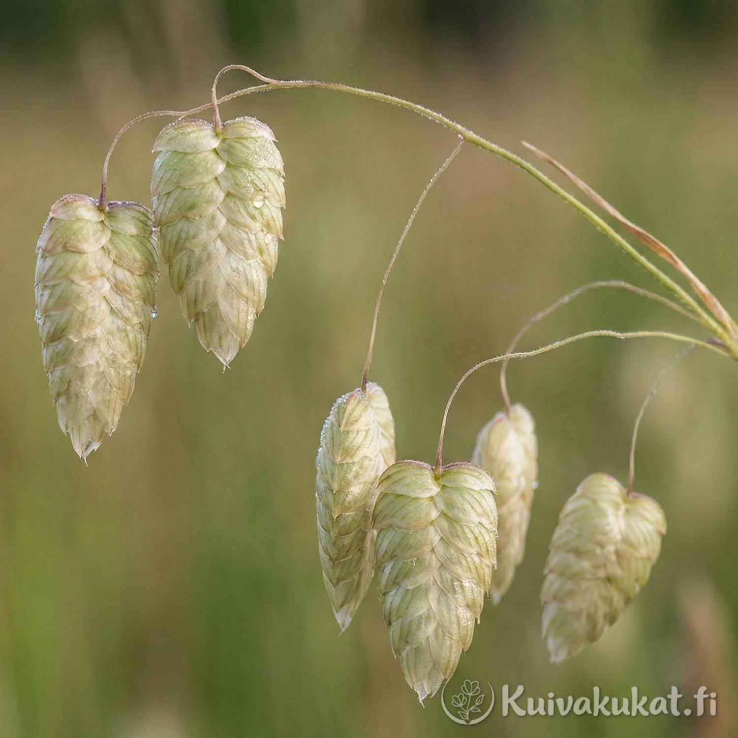 Lähikuva isoräpelön (Briza maxima) sydämenmuotoisista tähkylöistä. Yksityiskohtainen kuva vihreistä tähkylöistä ennen kuivausta.