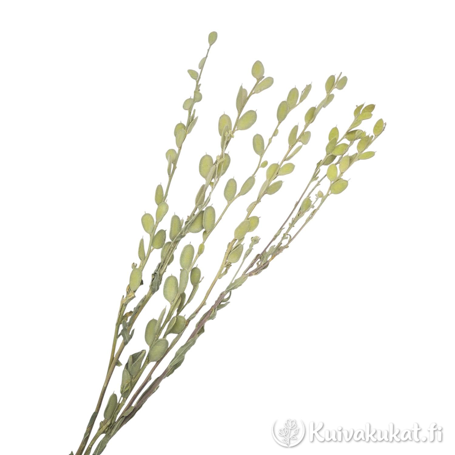 Nippu Pyöreäkilpiruohon (Fibigia clypeata) kuivattuja varsia, joissa on litteät ja vihertävät siemenkodat valkoisella taustalla.