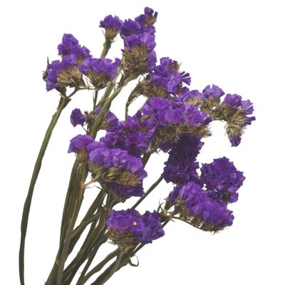Violetti