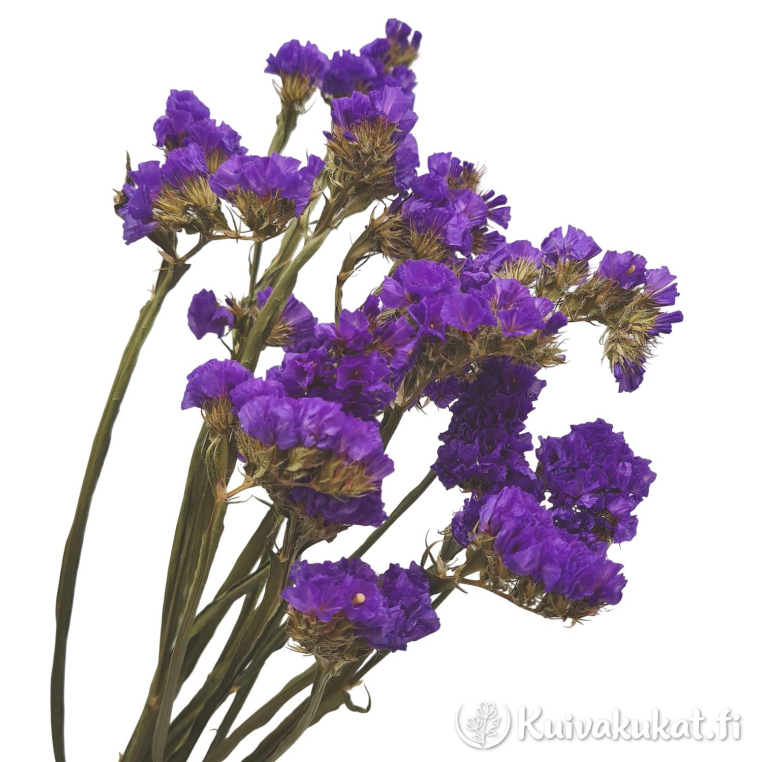 Luonnollinen ikiviuhko Limonium sinuatum sinivioletti kukkakimppu