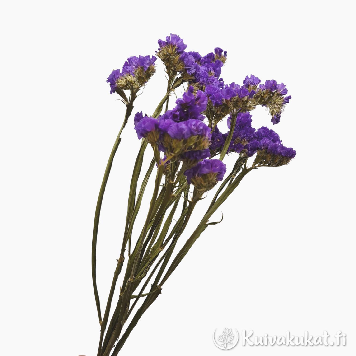 Luonnollinen ikiviuhko Limonium sinuatum sinivioletti nippu