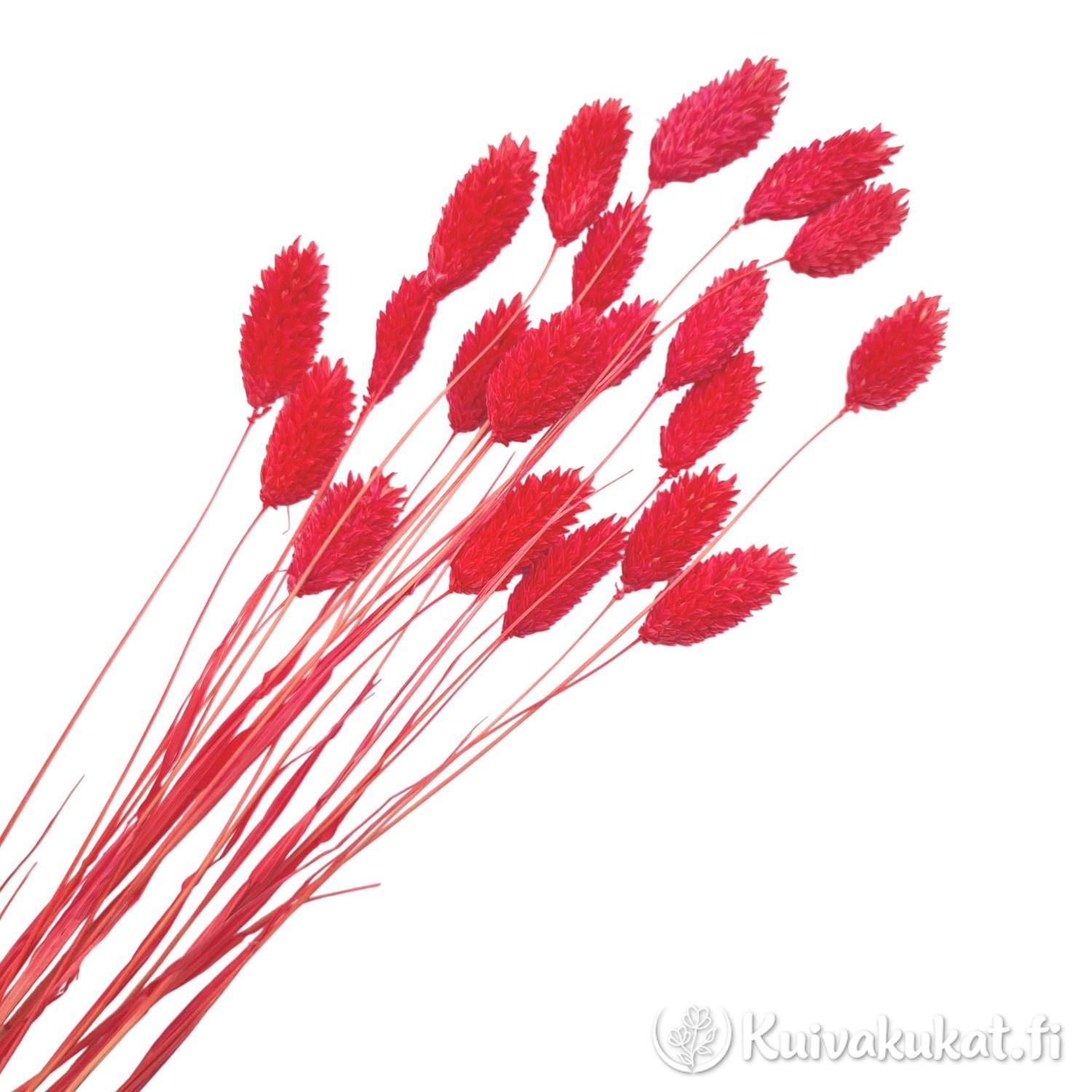Punainen Kanarianhelpi (Phalaris canariensis) kuivakukka, nippu koristeheinää valkoisella taustalla.