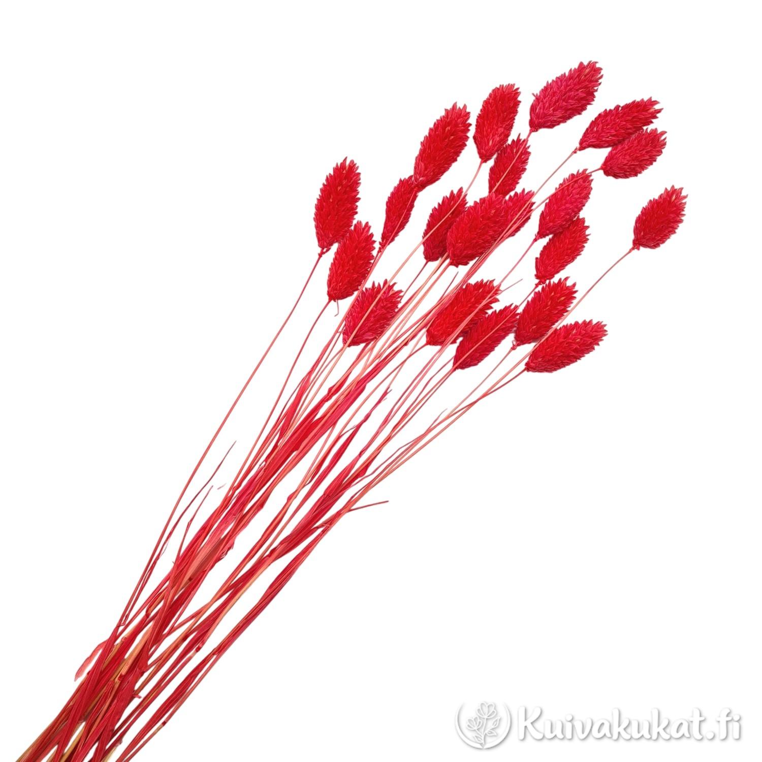 Nippu punaista Kanarianhelpi (Phalaris canariensis) kuivakukkaa, 20 oksaa.