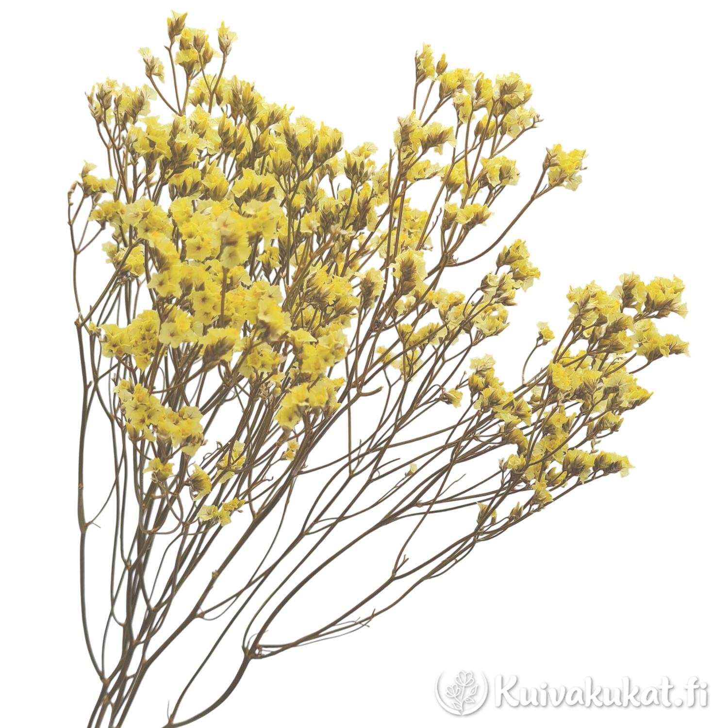 Keltainen Kiinanimikkä (Limonium sinense) kuivakukka, Misty Yellow -lajike.