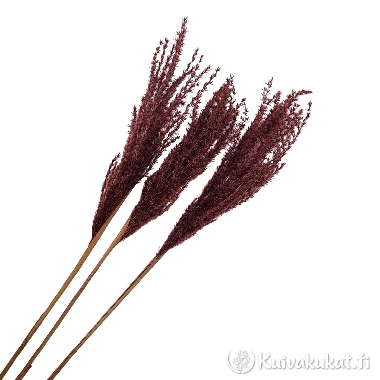 Kolme tummanruskeaa Kiinanmiskantin (Miscanthus sinensis) vartta valkoisella taustalla.