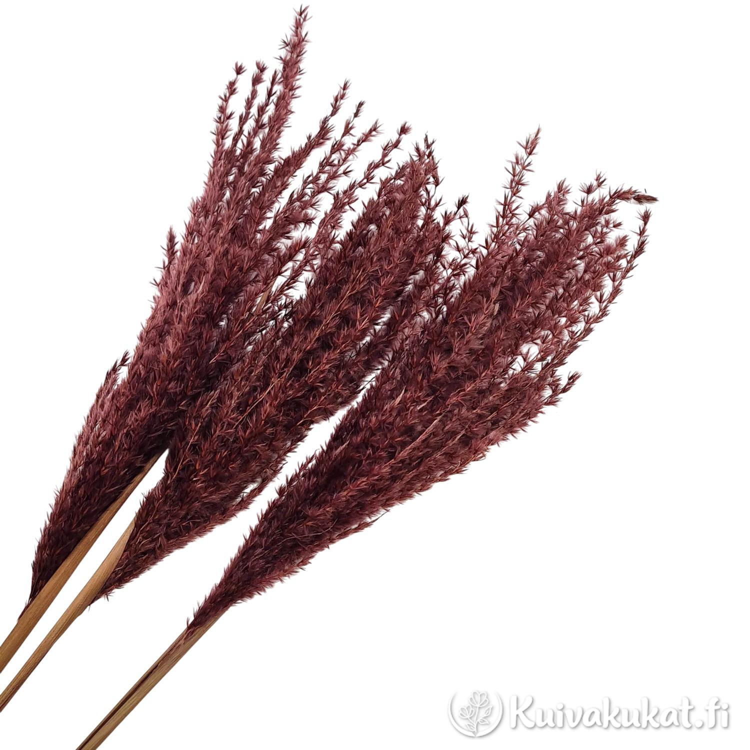 Lähikuva tummanruskean Kiinanmiskantin (Miscanthus sinensis) röyhyistä ja tekstuurista.