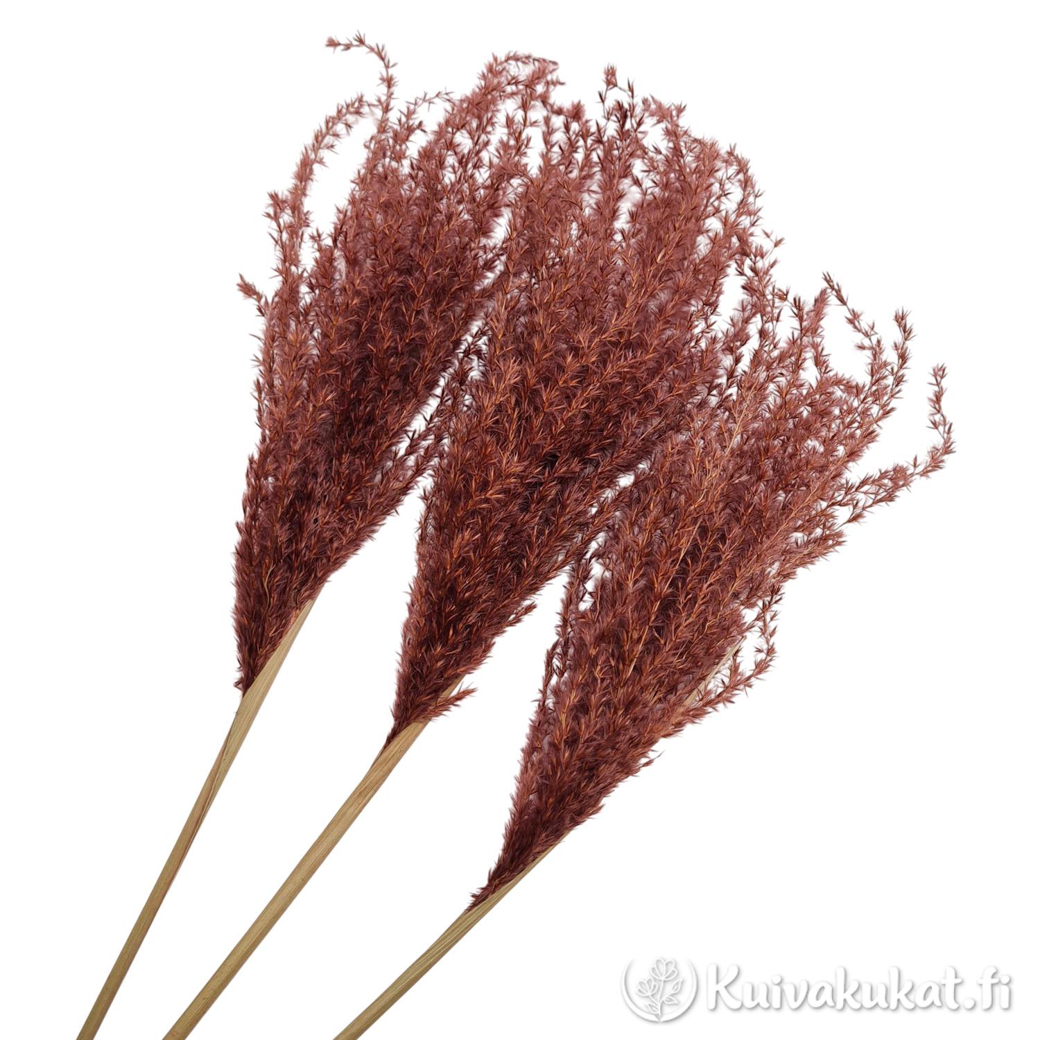 Lähikuva kolmesta ruskeasta Kiinanruoko-koristeheinän (Miscanthus sinensis) röyhystä valkoisella taustalla