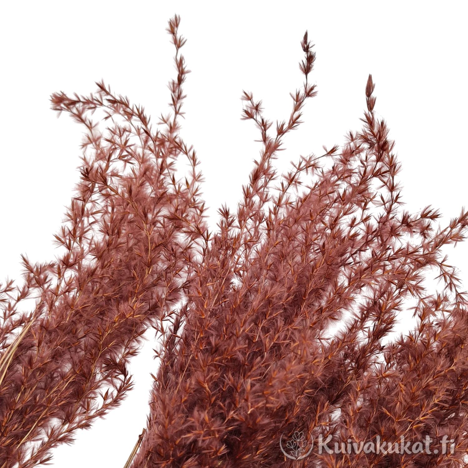 Makrolähikuva ruskean Kiinanruoho-koristeheinän (Miscanthus sinensis) kukinnoista valkoisella taustalla.