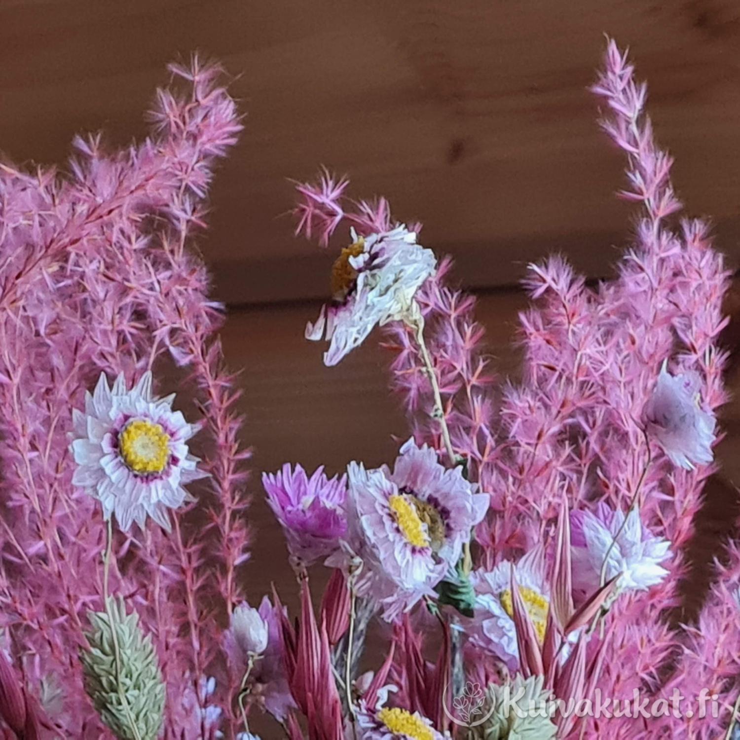 Lähikuva kuivakukkakimpusta, jossa on vaaleanpunaista Kiinanmiskanttia (Miscanthus sinensis) ja valkoisia olkikukkia puutaustalla.