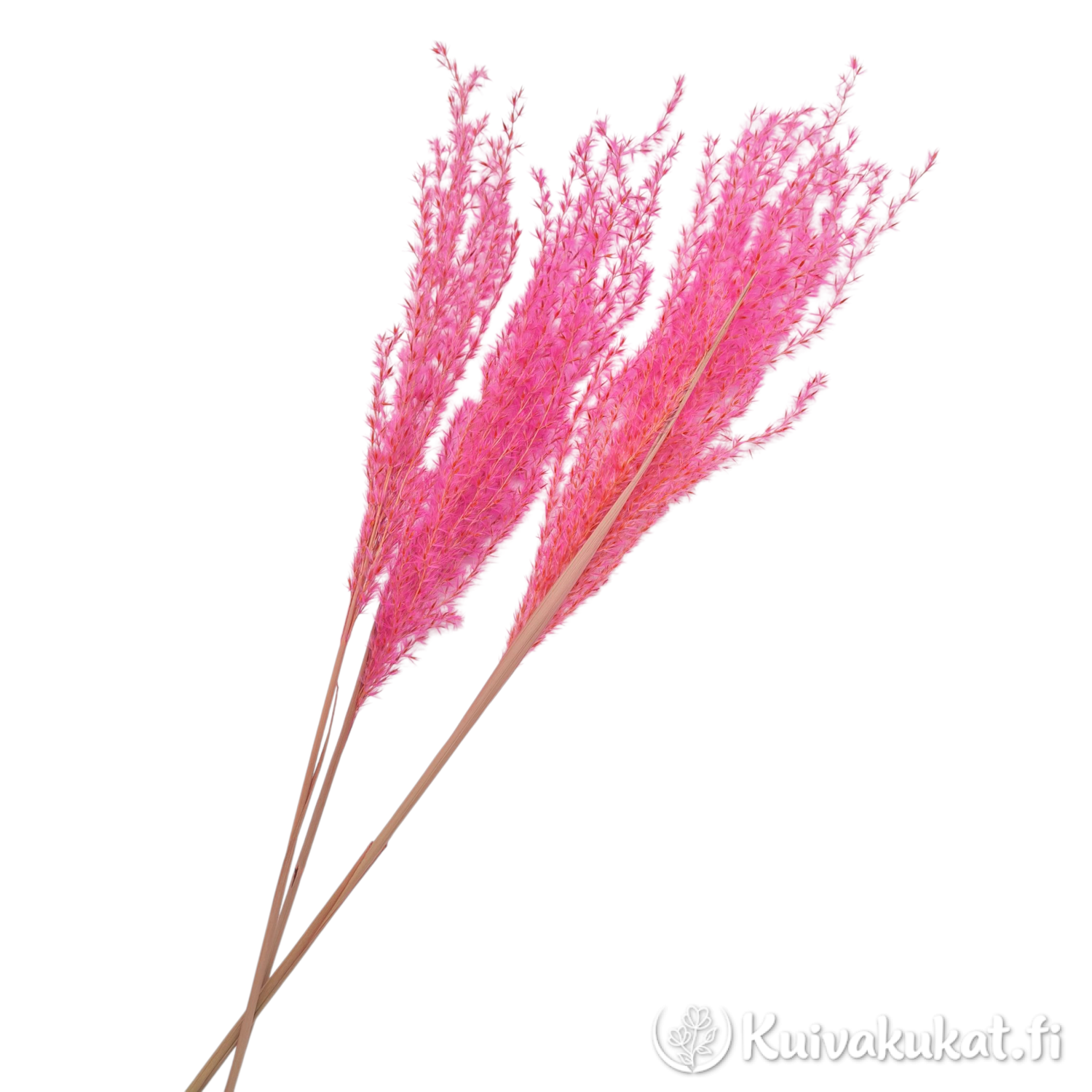 Kolme vaaleanpunaista Kiinanmiskantti-oksaa (Miscanthus sinensis) viistosti valkoisella taustalla.