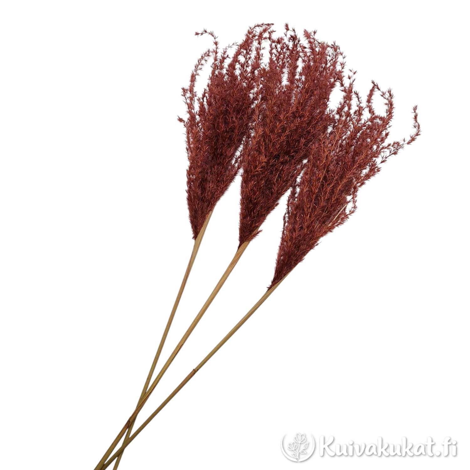 Kolme ruskeaa Kiinanmiskantin (Miscanthus sinensis) vartta valkoisella taustalla.