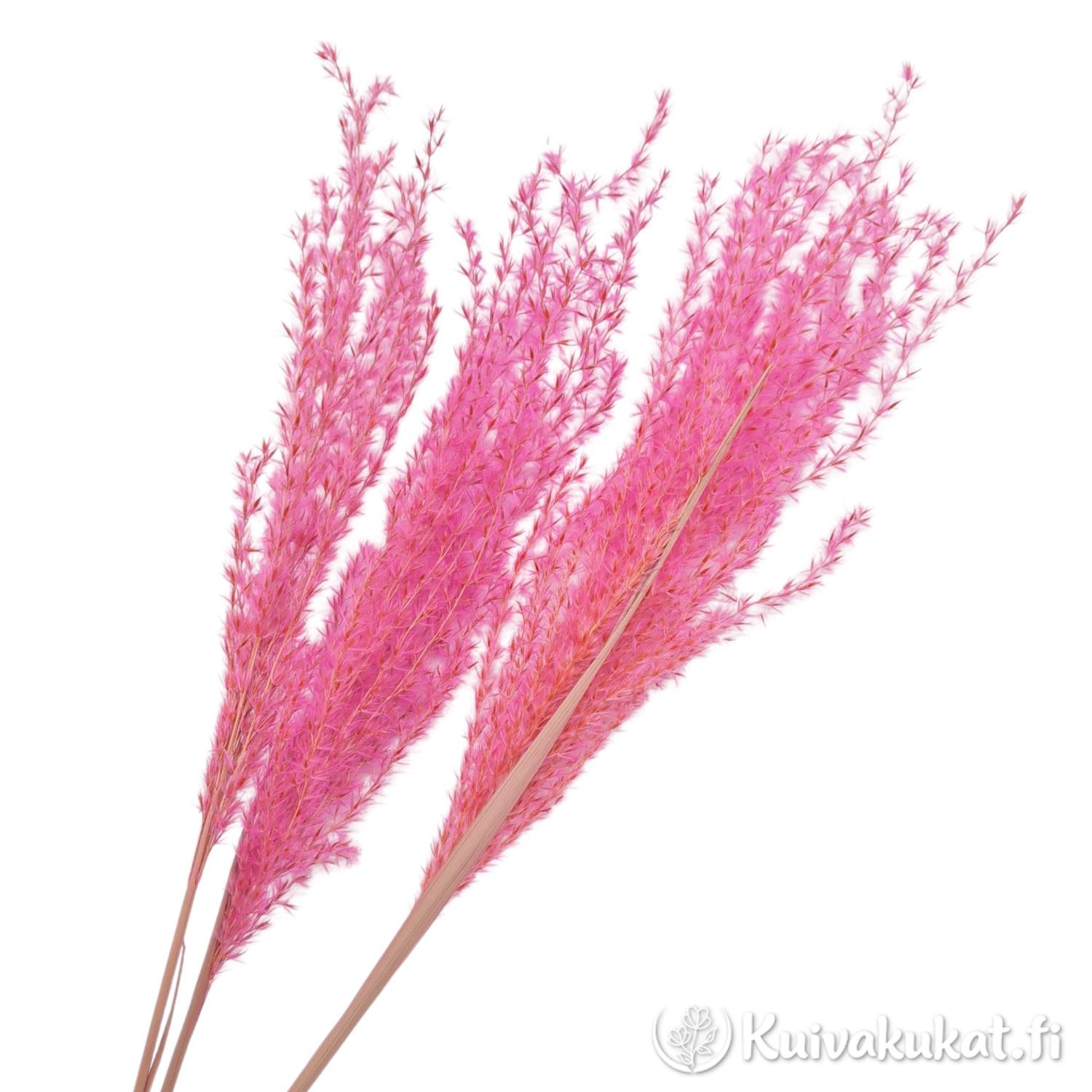 Kolme vaaleanpunaista ja pörröistä Kiinanmiskantti-oksaa (Miscanthus sinensis) valkoisella taustalla.