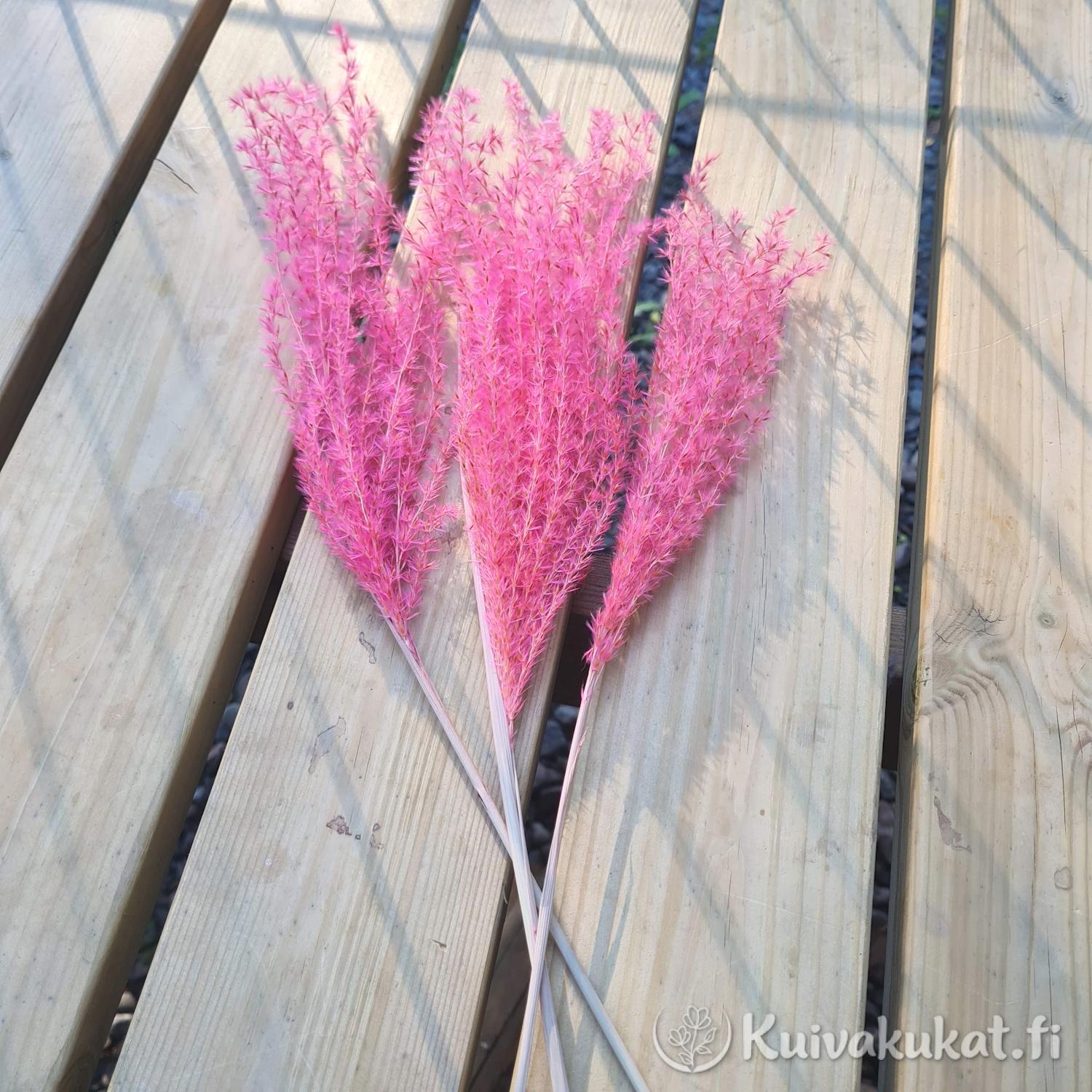 Kolme vaaleanpunaista Kiinanmiskantti-oksaa (Miscanthus sinensis) aseteltuna vaalealle puupinnalle.