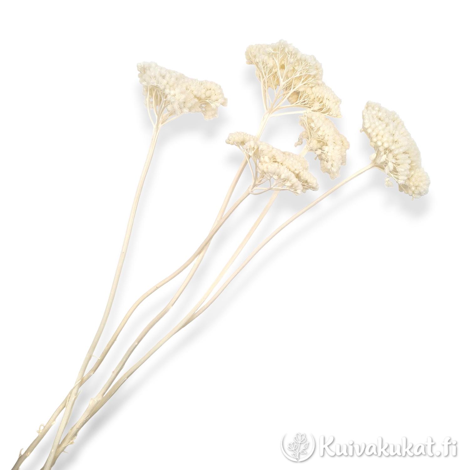 Valkaistu Kultakärsämö (Achillea filipendulina) nippu, kermanvalkoiset ja lautasmaiset kukinnot.