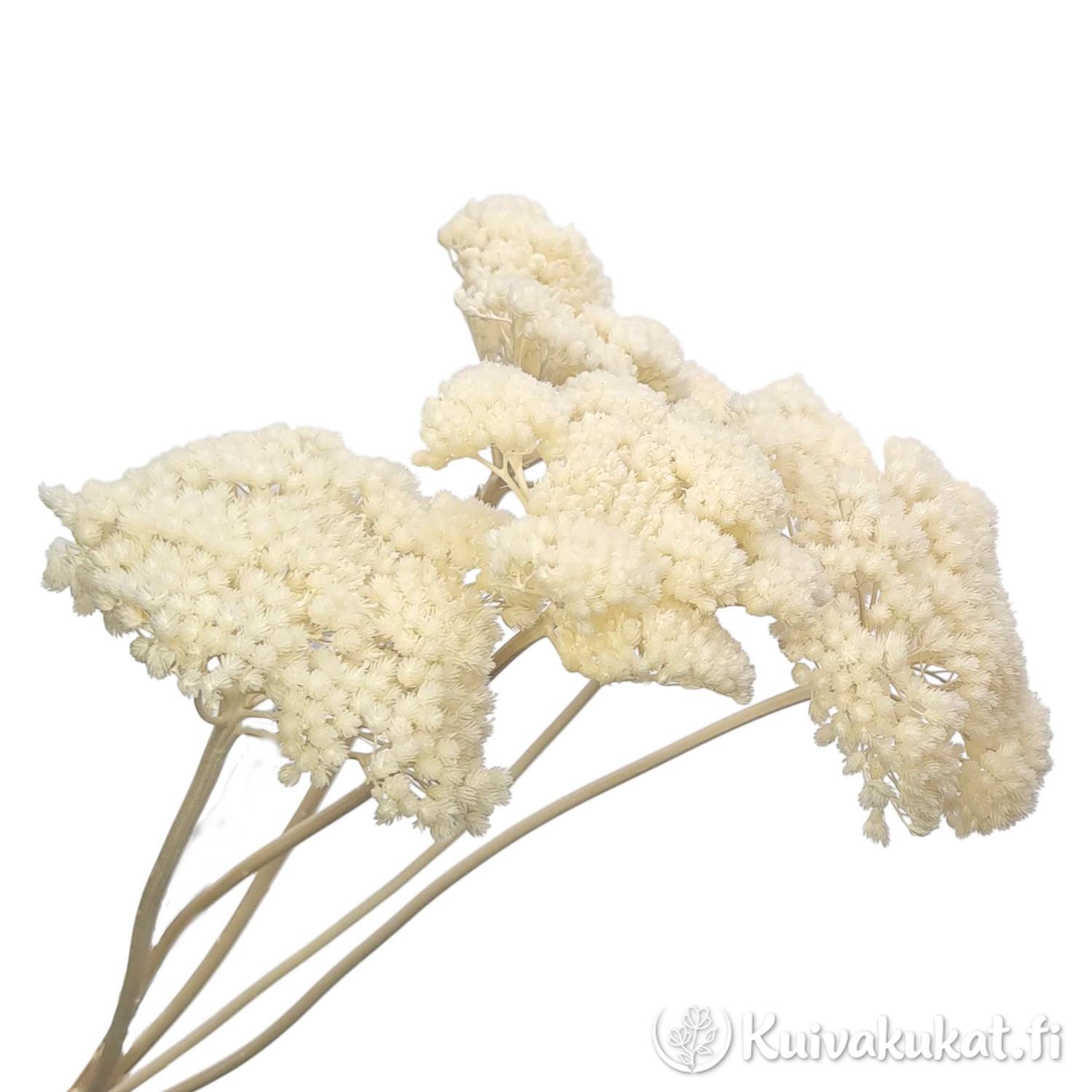 Lähikuva valkaistun Kultakärsämön (Achillea filipendulina) suurista ja tiiviistä kukinnoista.