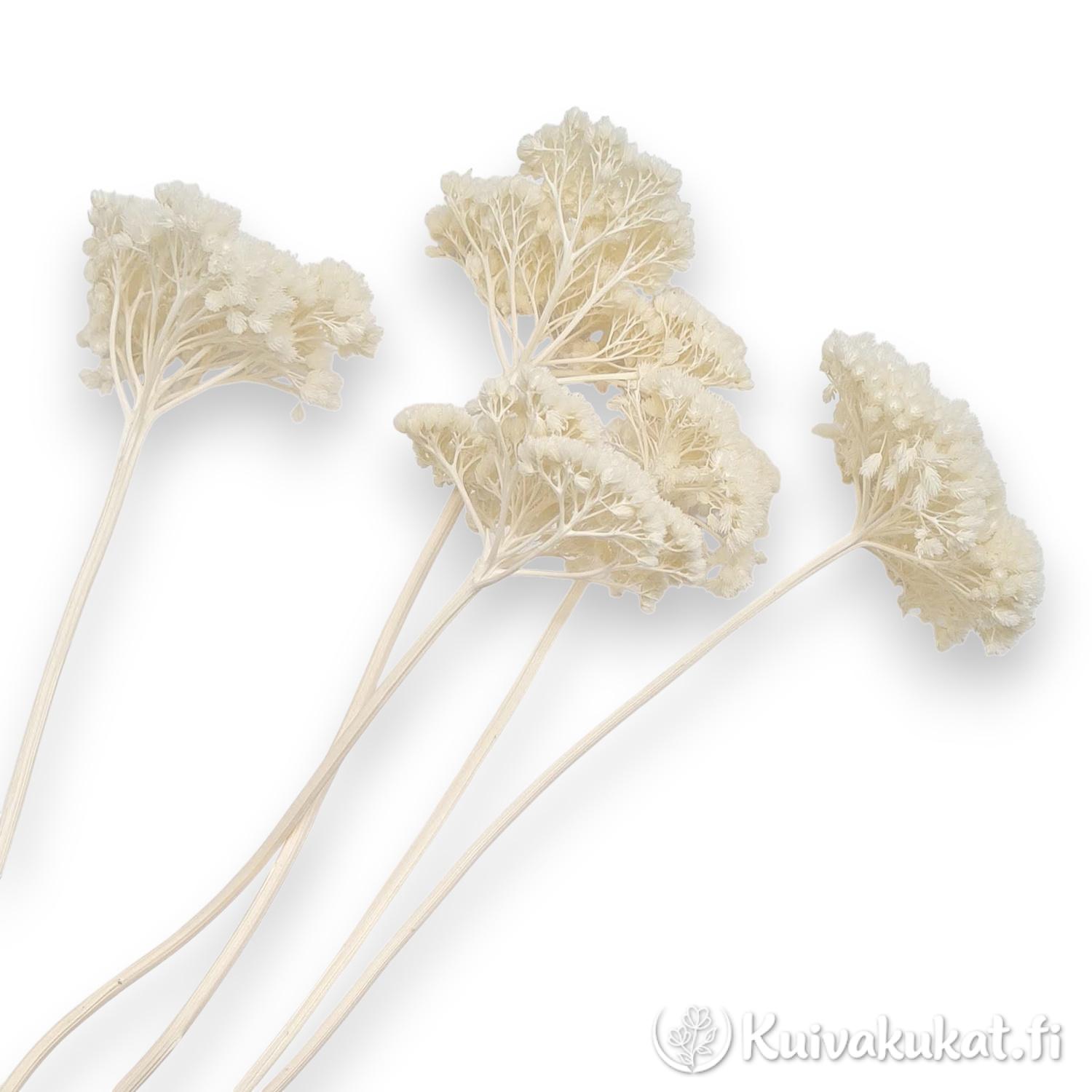 Valkaistu Kultakärsämö (Achillea filipendulina) kuivakukka, suuret kermanvalkoiset kukinnot.
