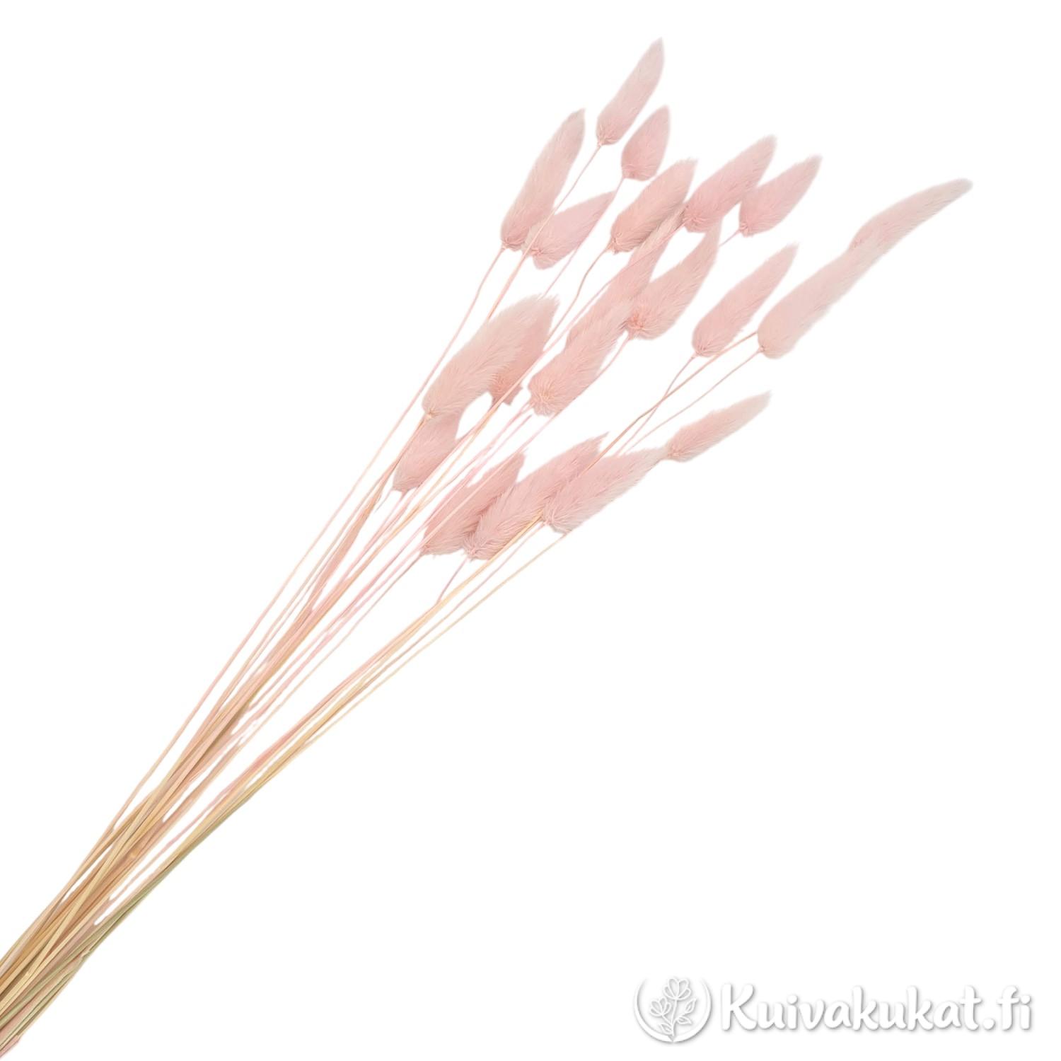 Nippu pastellipinkkejä jänönhäntiä (Lagurus ovatus), siistitty ja varisematon laatu.