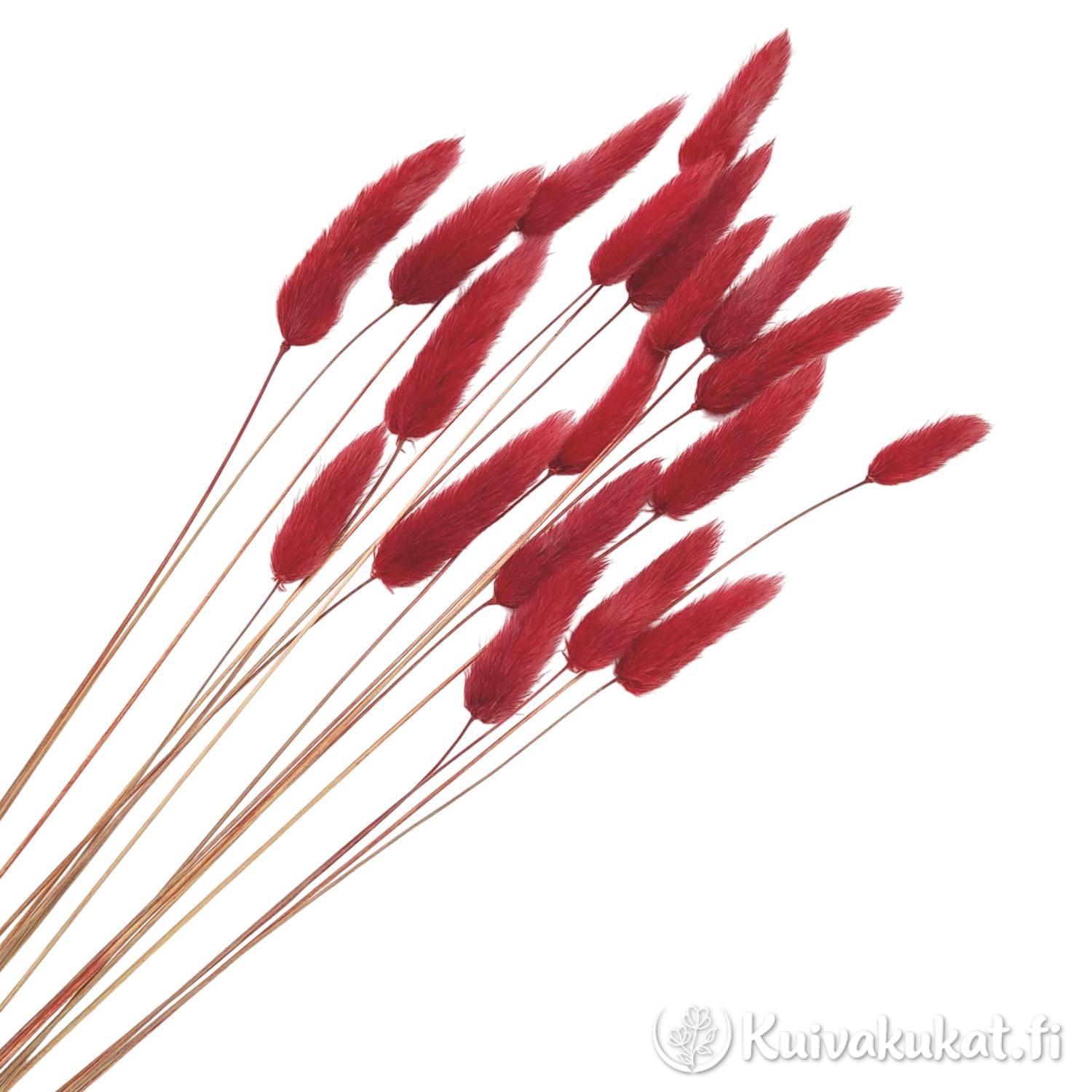 Lähikuva siistityistä viininpunaisista jänönhännän (Lagurus ovatus) tähkistä valkoisella taustalla.