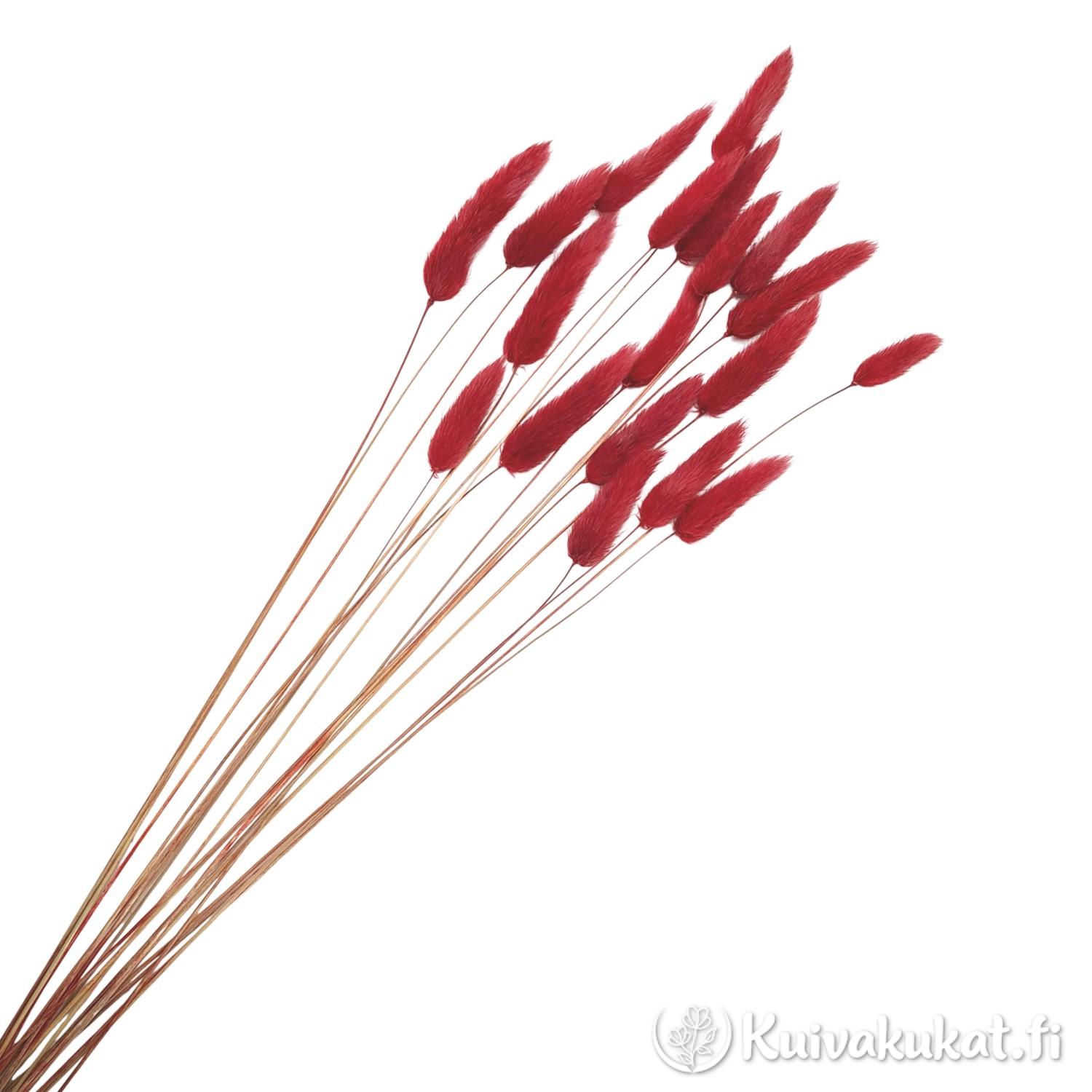 Nippu viininpunaisia jänönhäntiä (Lagurus ovatus), siistitty ja varisematon laatu.