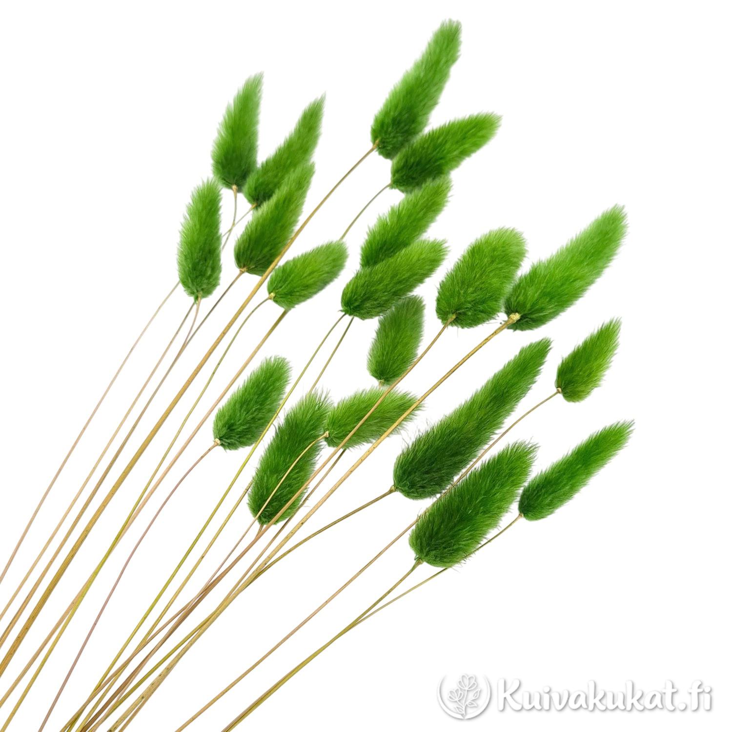 Lähikuva siistityistä ruohonvihreistä jänönhännän (Lagurus ovatus) tähkistä valkoisella taustalla.