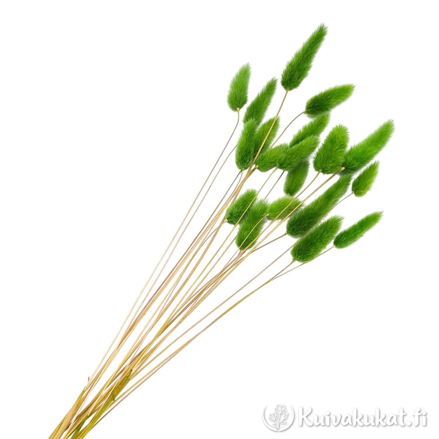 Siistitty ruohonvihreä jänönhäntäkimppu (Lagurus ovatus) valkoisella taustalla.