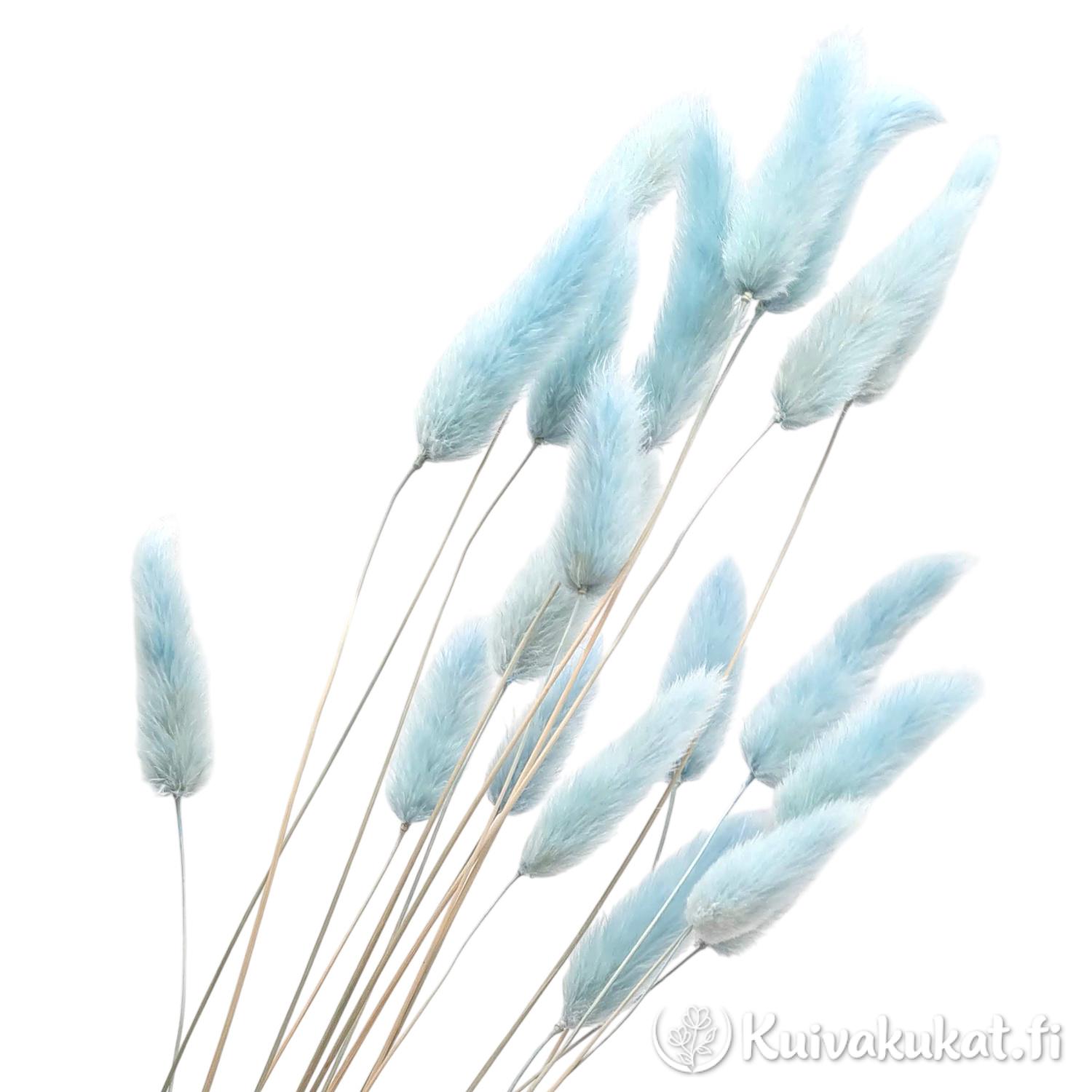 Lähikuva siistityistä taivaansinisistä jänönhännän (Lagurus ovatus) tähkistä valkoisella taustalla.