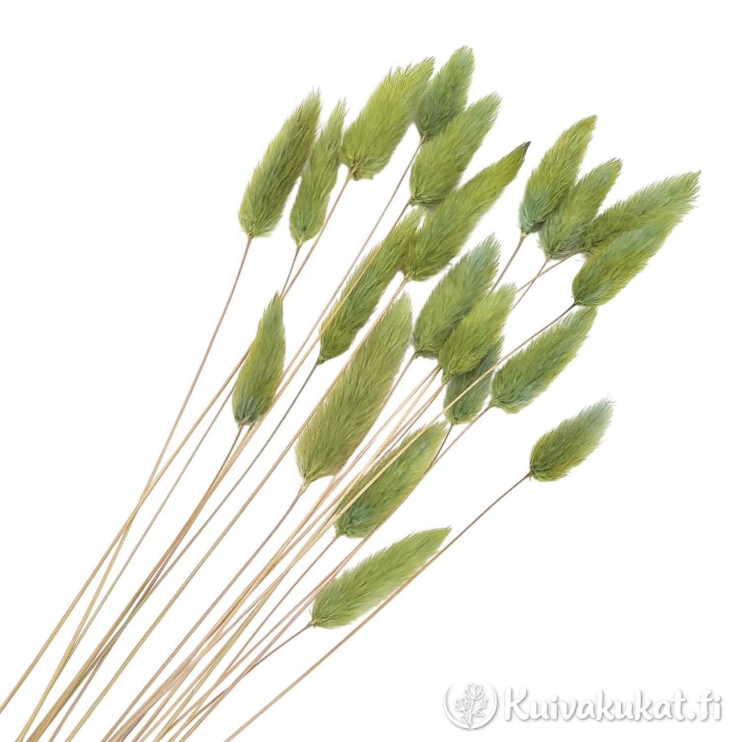 Nippu vaaleanvihreitä jänönhäntiä (Lagurus ovatus), siistitty ja varisematon laatu.