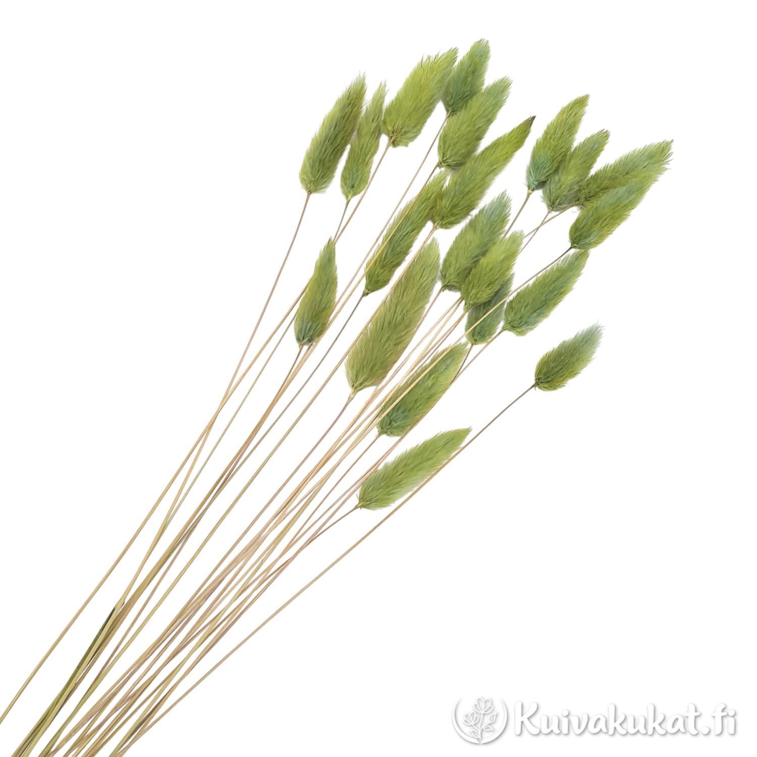 Salvianvihreä Jänönhäntä-kimppu (Lagurus ovatus), 20 kpl, siistitty ja varisematon laatu.