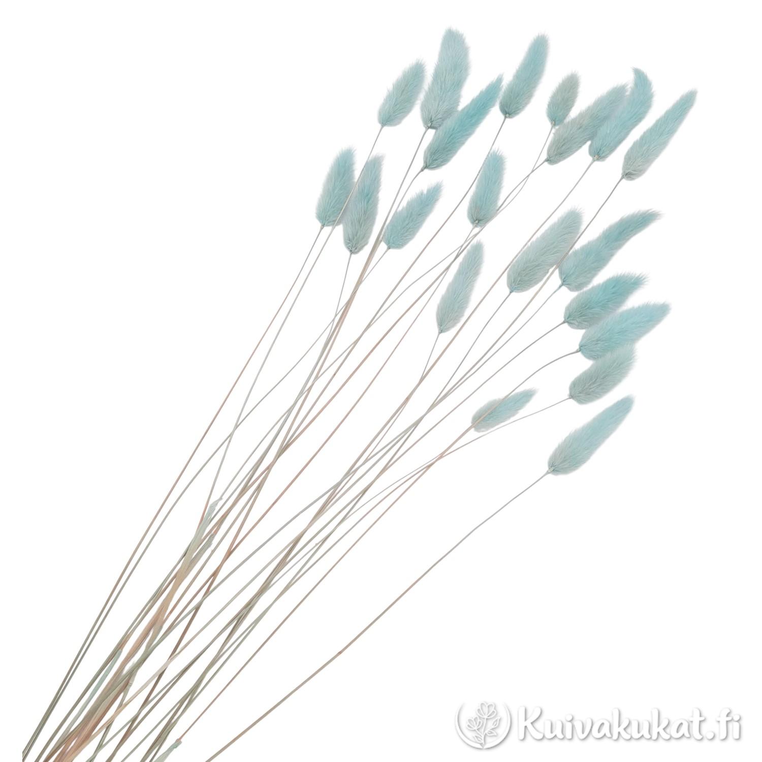 Nippu taivaansinisiä jänönhäntiä (Lagurus ovatus), siistitty ja varisematon laatu.