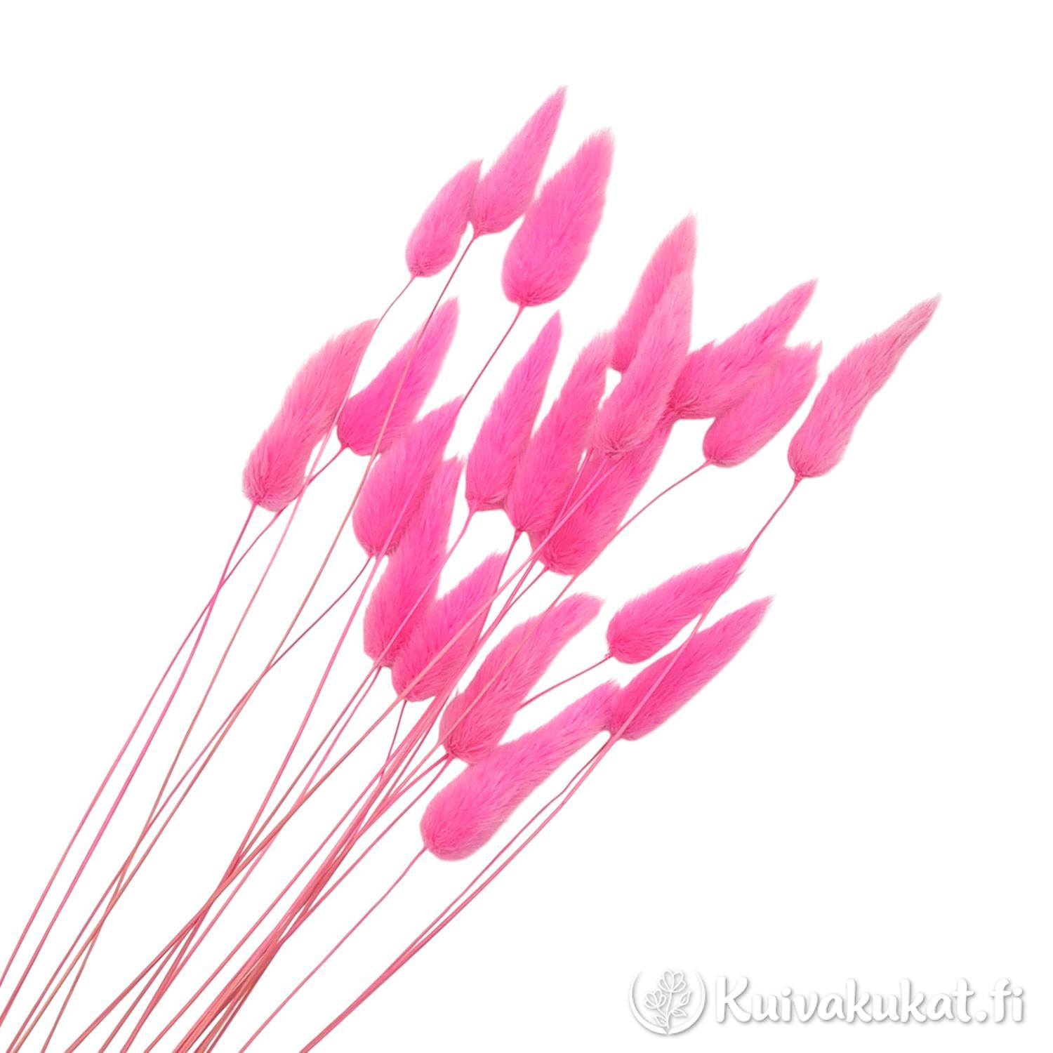 Kimppu kirkkaan vaaleanpunaisia Jänönhäntä-kuivakukkia (Lagurus ovatus) valkoisella taustalla.